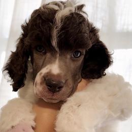 Muffet - Parti male Poodle puppy in Stuart, Florida from AKC/Excellent + Good OFA Sweet Delightful Poodles