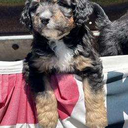 Golden Aussiedoodle and Goldendoodle Puppies from Wild Rose Tiny Poodles & Doodles