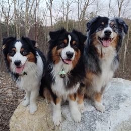 Australian Shepherds from Dog Pals Sports Camp