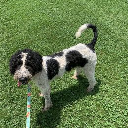 Gabby - Goldendoodle