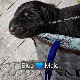 Blue - Black and red male German Shepherd puppy in Tony, Wisconsin from Muddy Acres German Shepherds