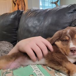 Australian Shepherd Puppies from Winsome Aussies