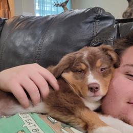 Australian Shepherd Puppies from Winsome Aussies