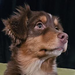 Australian Shepherd Puppies from Jaquelyn Harney