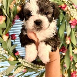 Girl 1 - Black and white female Shichon puppy in Seymour, Tennessee from Mel’s Teddy Bear Puppies