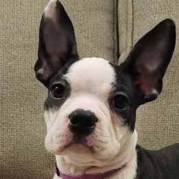 Boston Terriers from Sunset Knoll Boston Terriers