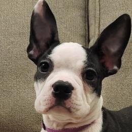 Boston Terriers from Sunset Knoll Boston Terriers