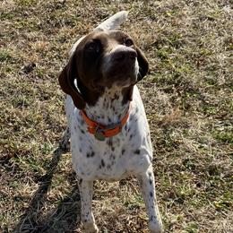 Reba - German Shorthaired Pointer