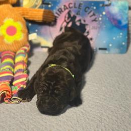 Miracle City Green - Black female Cane Corso puppy in Conroe, Texas from Miracle City