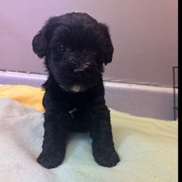 Karma - Black female Yorkipoo puppy in Independence, Kentucky from 4paws4ever by Design