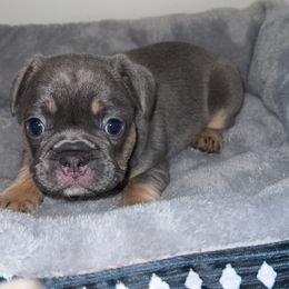 French Bulldog and Olde English Bulldogge Puppies from Uptop bulls kennel