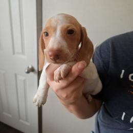 Penny - Piebald female Dachshund puppy in Marshall, Texas from Wilson's Kennels