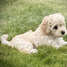 Australian Labradoodle Puppies from Tiny Treasures Australian Labradoodles