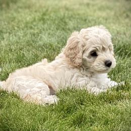 Australian Labradoodle Puppies from Tiny Treasures Australian Labradoodles
