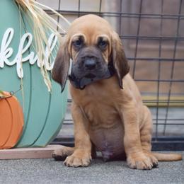 Lilac collar boy - Red male Bloodhound puppy in Paoli, Indiana from Houndsarunning Bloodhounds