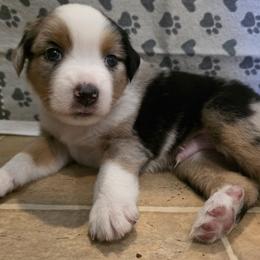 Miniature Australian Shepherd Puppies from Awesome Aussies
