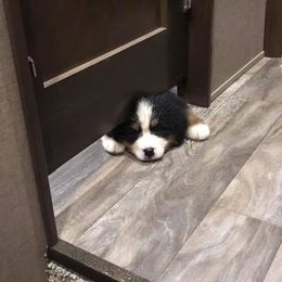  Puppies from Brooks Berner Bears