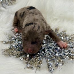 Vixen - Blue merle female Toy Australian Shepherd puppy in Blacksburg, South Carolina from Blue’s Family Aussies