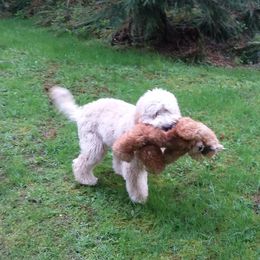 Scrapy - Goldendoodle