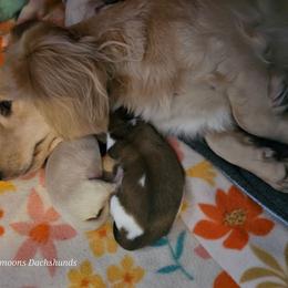 Coming soon - Cream male Dachshund puppy in Lebanon, Oregon from Willow Moons Dachshunds