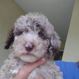 Aussiedoodle Puppies from S & L Oodles of Doodles