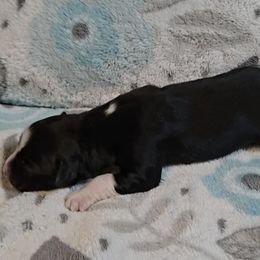 Australian Shepherd Puppies from Nicole Brinton