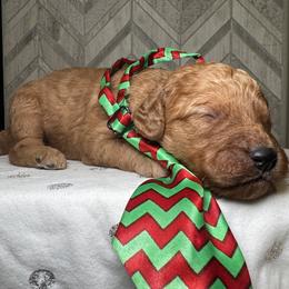 Kevin McCallister - Red  male Goldendoodle puppy in Camden, North Carolina from Oopsie Doodles of NC