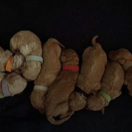 Goldendoodles from Redteddy Pups