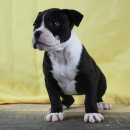 7 - female Alapaha Blue Blood Bulldog puppy in Grafton, Ohio from Eclipse Alapaha Kennels