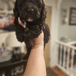 Mocha - Purple Collar Female - Brown and white female Cockapoo puppy in Mocksville, North Carolina from Hunting Creek Farm & Kennel