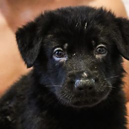 German Shepherd Puppies from Vonherdom German Shepherds