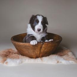 Umma - White and blue female Border Collie puppy in Fresno, California from Alpine Tails