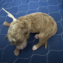 Goldendoodle Puppies from Crystal Romero