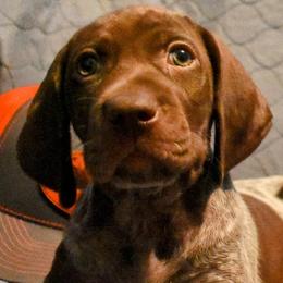 German Shorthaired Pointers from Jenny Ridge Kennels