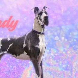 Kandy - Great Dane