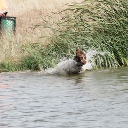 Remi - English Springer Spaniel
