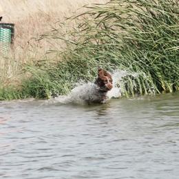 Remi - English Springer Spaniel