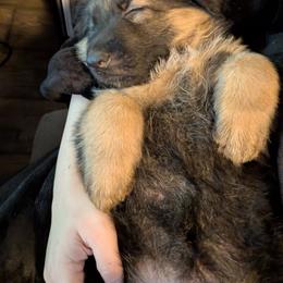 German Shepherd Puppies from League of Shepherds