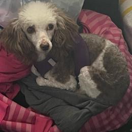 Panda - Poodle