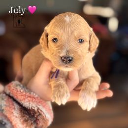 July - Cream Goldendoodle puppy in Lancaster, Minnesota from North Star Dog Training