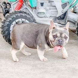 Hanna - French Bulldog