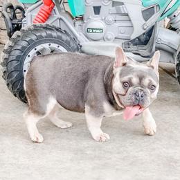Hanna - French Bulldog