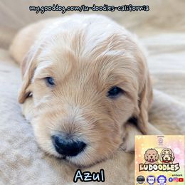 Azul - Cream male Goldendoodle puppy in Santa Cruz, California from Lu Doodles