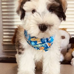 Miniature Schnauzer Puppies from LIZ FANCY SCHNAUZERS
