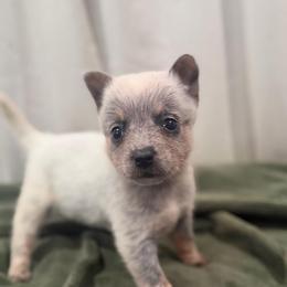 Kanga - Blue speckled female Australian Cattle Dog puppy in Rosharon, Texas from 4Surge Cattle Dogs