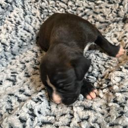Girl 3 - Brindle female Boxer puppy in Lakeland, Florida from Cote's Boxers