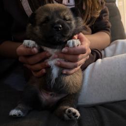 Cash - Sesame male Shiba Inu puppy in Santa Ana, California from SmolBeans Kennel