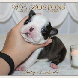Marley - Black and white male Boston Terrier puppy in North Central, Vermont from Windy Valley’s Bostons