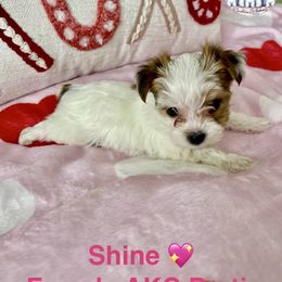 Yorkshire Terrier Puppies from Sunshine Luv Yorkies