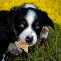 Miniature Australian Shepherd Puppies from Knockout Aussies